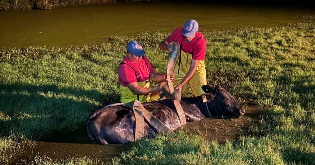 Bombeiros resgatam vaca atolada em açude no interior de Papanduva
