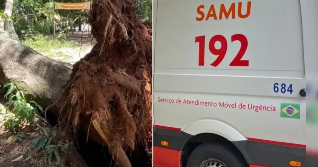 Árvore cai, atinge uma pessoa e deixa vítima sem o movimento das pernas no Paraná