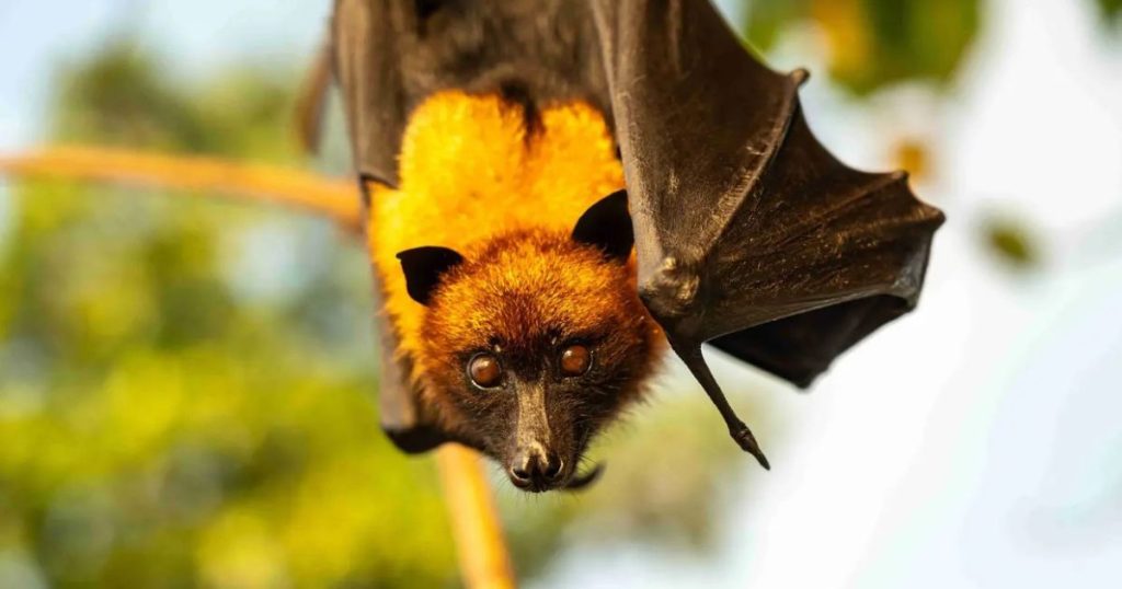 Vírus Nipah pode chegar ao Brasil? Entenda se há risco de pandemia
