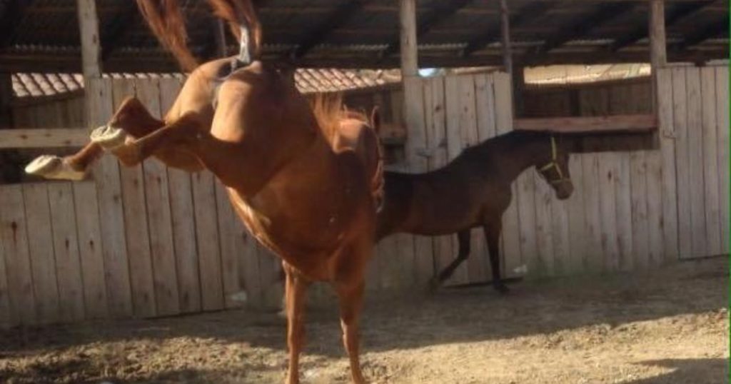 Idoso é ferido na cabeça após coice de cavalo em cidade do Paraná