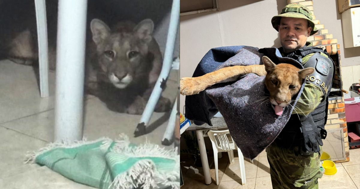Onça-parda é capturada dentro de residência no Paraná